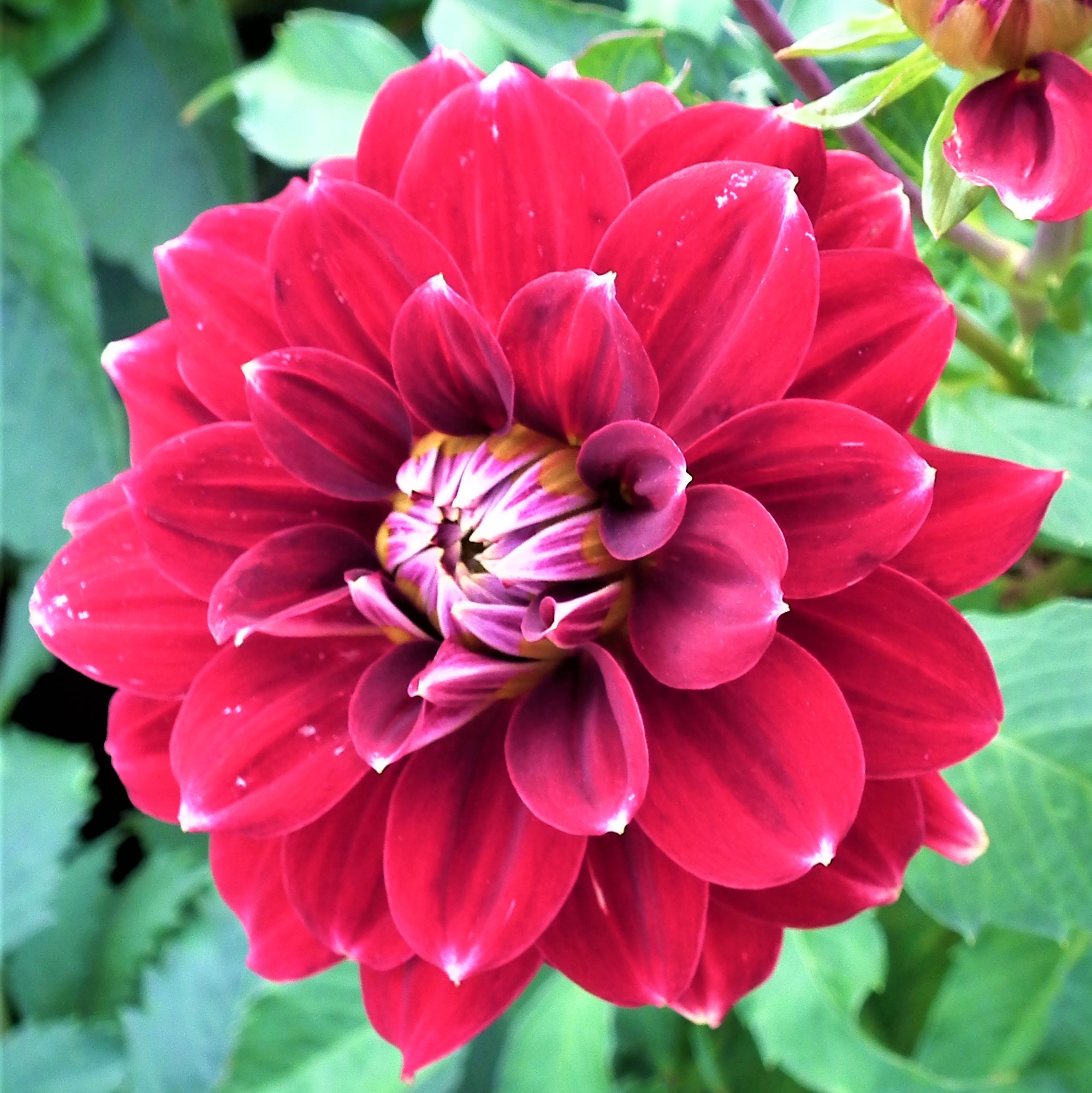 Dahlia Red Rock